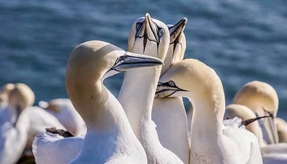 开云下载：云端加速，让下载成为轻盈旅程